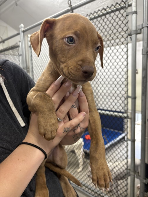 Naveen 2 months male AVAILABLE 4/9, an adoptable Terrier in Sterling, MA