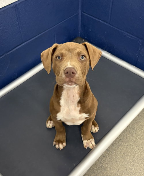 Mango 4 months male AVAILABLE 4/9, an adoptable Terrier in Sterling, MA
