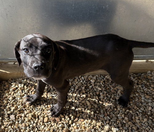 Meatball 4 months male AVAILABLE 4/9, an adoptable Terrier in Sterling, MA