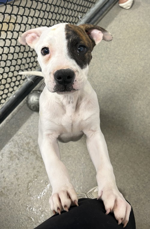 Mozzarella 4 months male AVAILABLE 4/9, an adoptable Terrier in Sterling, MA