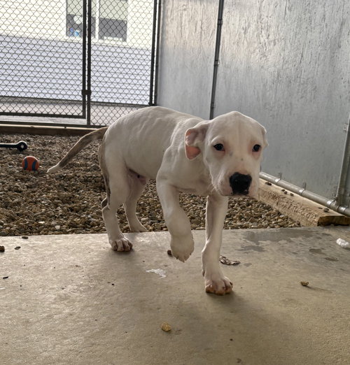 Marshmallow 4 months male AVAILABLE 4/9, an adoptable Terrier in Sterling, MA
