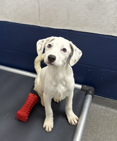 Yeti 2 months female AVAILABLE 4/9, an adoptable Unknown breed in Sterling, MA