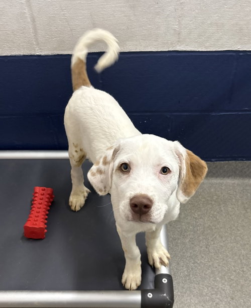 Yoshi 2 months male AVAILABLE 4/9, an adoptable Unknown breed in Sterling, MA