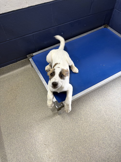 Yogi 2 months male AVAILABLE 4/9, an adoptable Unknown breed in Sterling, MA