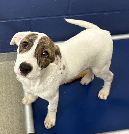 Yolo 2 months female AVAILABLE 4/9, an adoptable Unknown breed in Sterling, MA