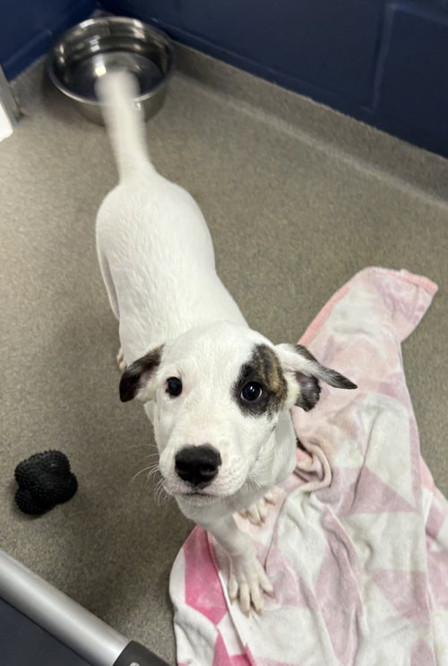 Yoda 2 months male AVAILABLE 4/9, an adoptable Unknown breed in Sterling, MA