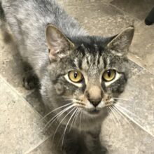 Emmitt 5 years male, Domestic Short Hair / Mixed, cat for adoption in Lynn, Massachusetts