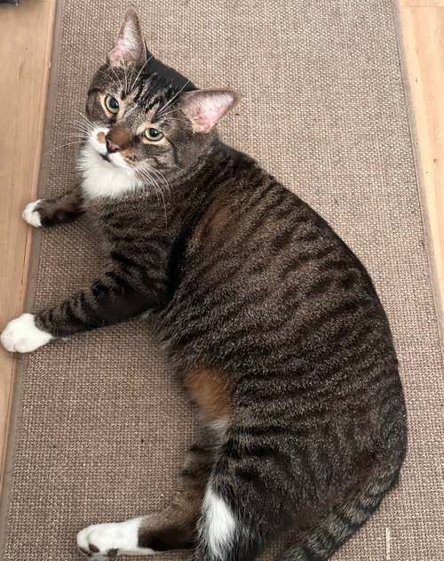 Kitty bats 2 years male, Domestic Short Hair / Mixed, cat for adoption in Lynn, Massachusetts
