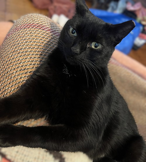 Merci 2 years female, Domestic Short Hair / Mixed, cat for adoption in Lynn, Massachusetts