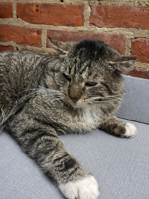 Roman 2 year male, Domestic Short Hair / Mixed, cat for adoption in Lynn, Massachusetts