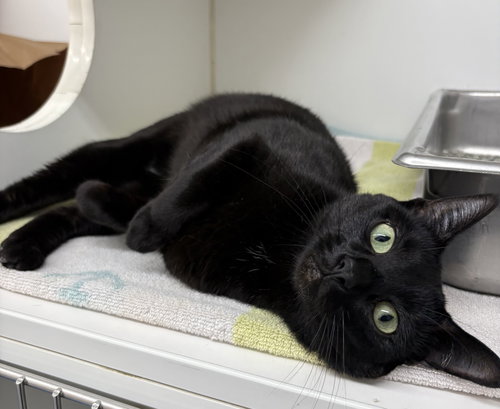Sage 2 year female, Domestic Short Hair / Mixed, cat for adoption in Lynn, Massachusetts