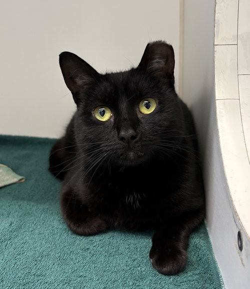 Sara 2 years, Domestic Short Hair / Mixed, cat for adoption in Lynn, Massachusetts