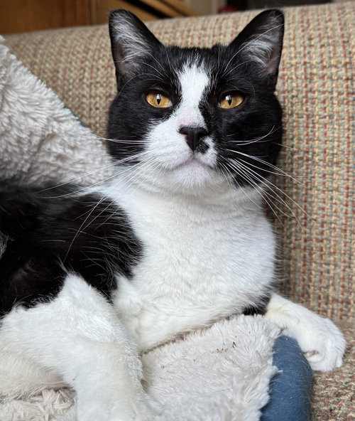 Tom tom 3 years, Domestic Short Hair / Mixed, cat for adoption in Lynn, Massachusetts