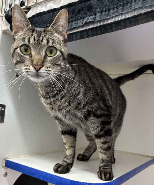 Zeke 2 year male, Domestic Short Hair / Mixed, cat for adoption in Lynn, Massachusetts