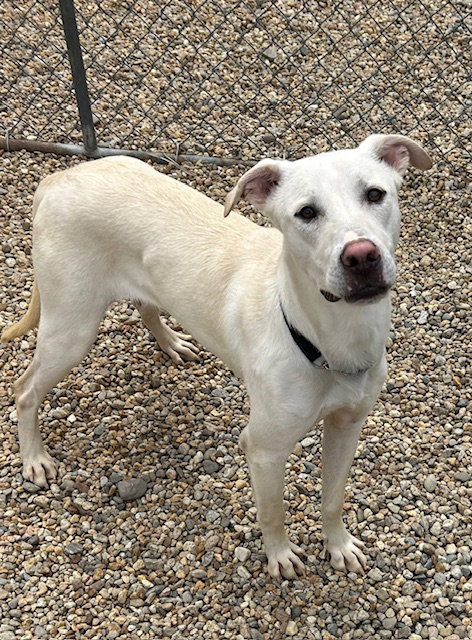 Moose 2 year male HOME WITH ANOTHER DOG