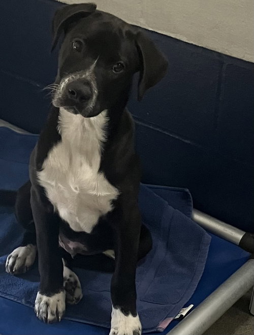 picture of the dog needing adoption