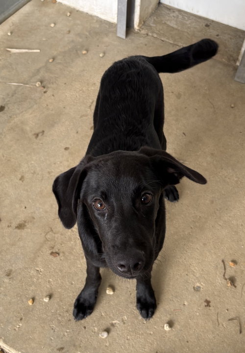 Chango 5 months male AVAILABLE 4/29