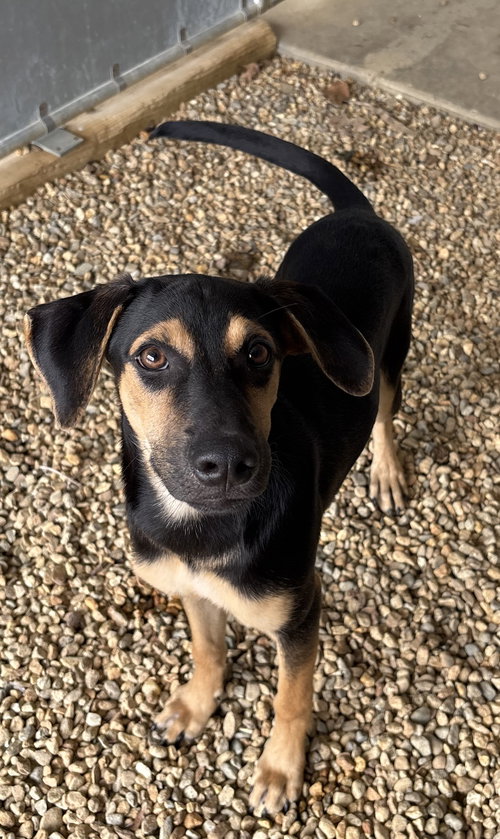 Dobi 5 months female AVAIALBLE 4/29