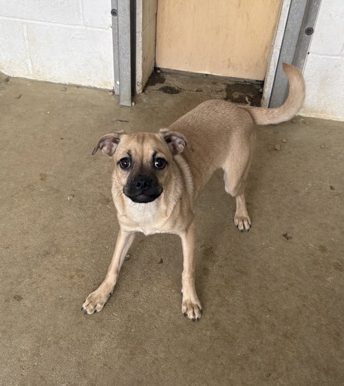 Pixie 5 months AVAILABLE 4/27