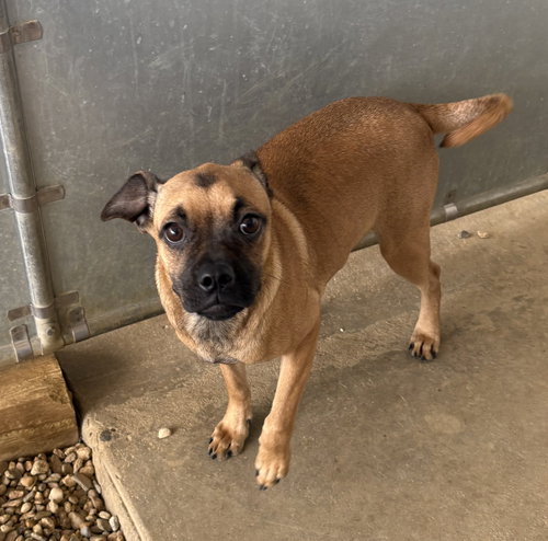 Shaky 5 months female AVAILABLE 4/29