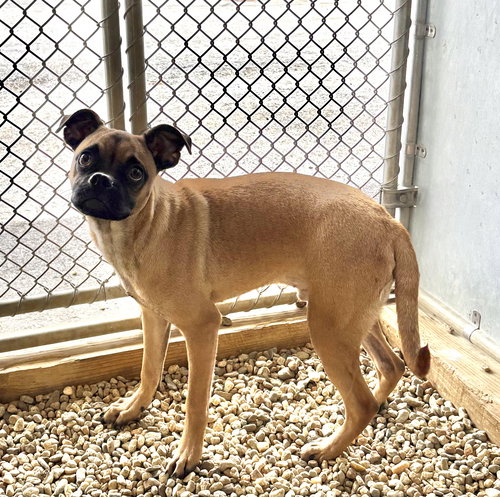 Nico 5 months AVAILABLE 4/29