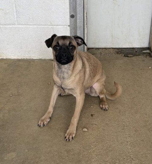 Trixie 5 months AVAILABLE 4/29