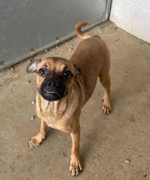 Nandy 5 months male AVAILABLE 4/29