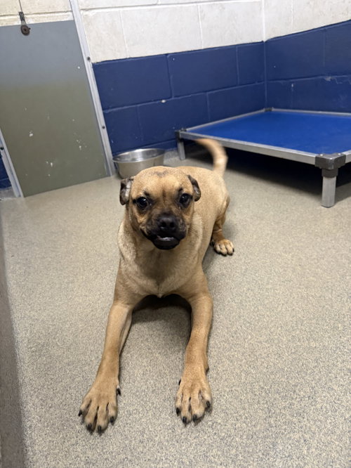 Nandy 5 months male NO YOUNG KIDS/NEEDS ANOTHERDOG