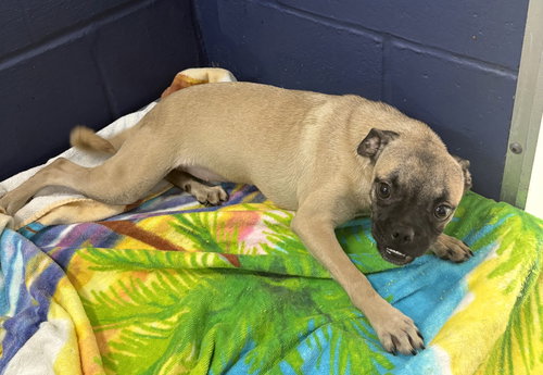 Pixel 5 months female AVAILABLE 4/29