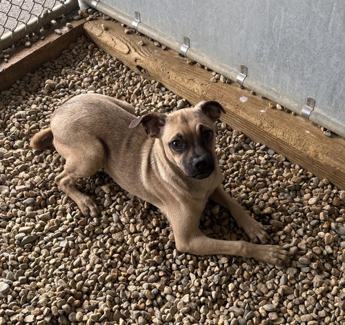 Tracey 5 months AVAILABLE 4/29