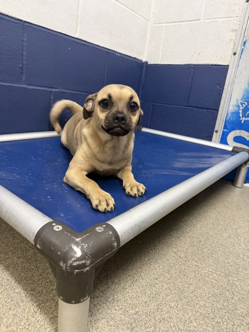 Tracey 5 months NO YOUNG KIDS/ NEEDS ANOTHER DOG