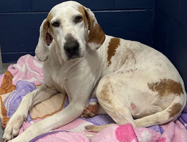Daisy 5 years old AVAILABLE 5/6