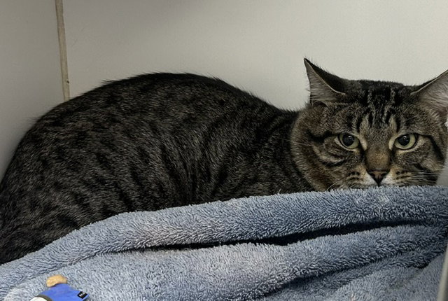 Rupert 6 years old