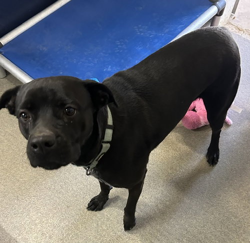 Storm 1 yr old, an adoptable Labrador Retriever in Sterling, MA