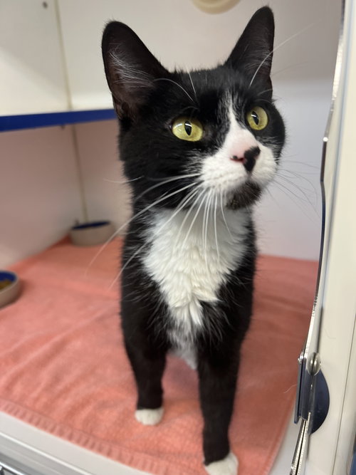 Mickey 2 years female, an adoptable Domestic Medium Hair in Sterling, MA