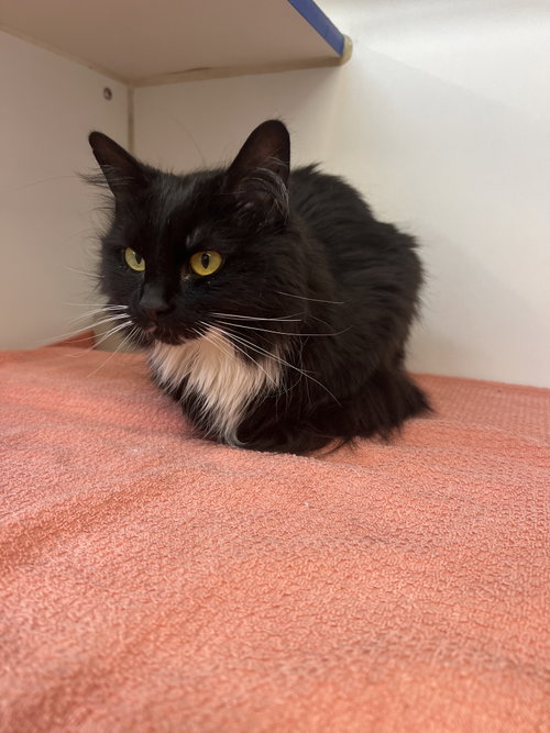 Minnie 2 year female, an adoptable Domestic Long Hair in Sterling, MA