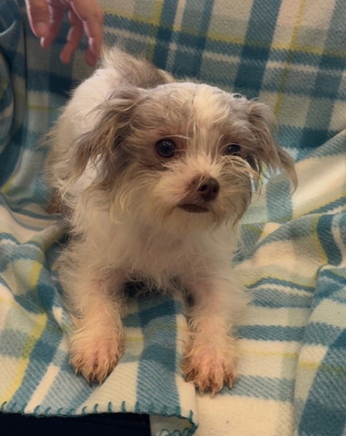 maggie 1 yr old Ava 5/13, an adoptable Shih Tzu in Sterling, MA