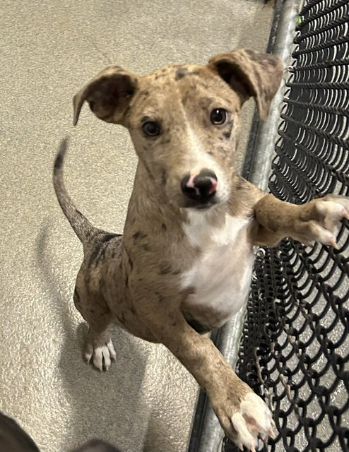 PJ 2 months, an adoptable Catahoula Leopard Dog in Sterling, MA