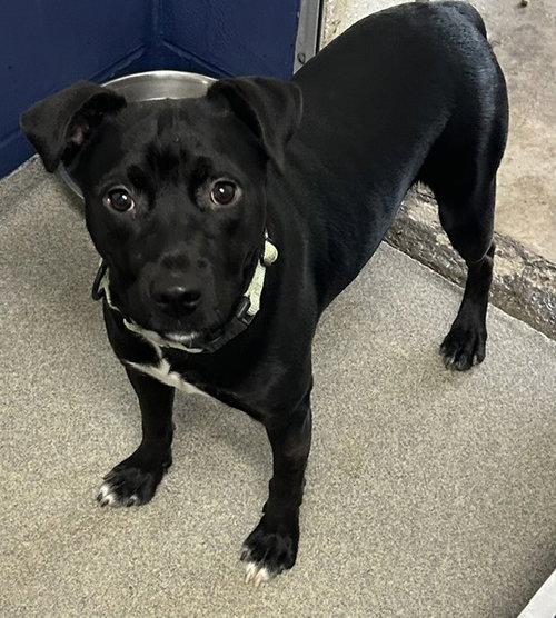 popcorn 5 months, an adoptable Labrador Retriever in Sterling, MA