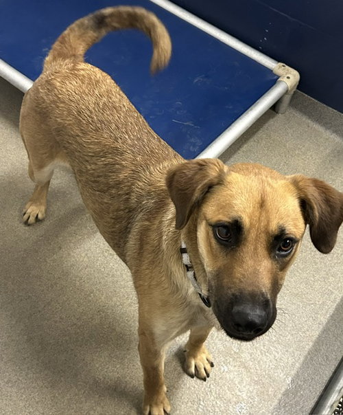 HONEY 7 months, an adoptable Golden Retriever in Sterling, MA