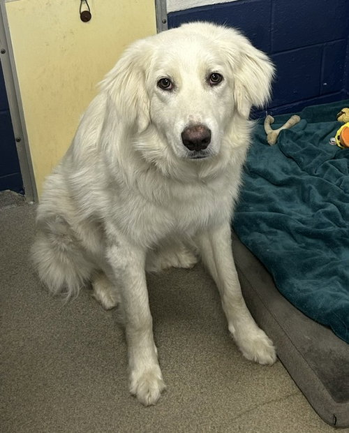 Russell 1 year old AVAILABLE 5/15, an adoptable Great Pyrenees in Sterling, MA