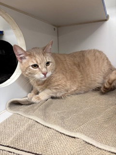 Milo - 5 Years, an adoptable Domestic Short Hair in Sterling, MA