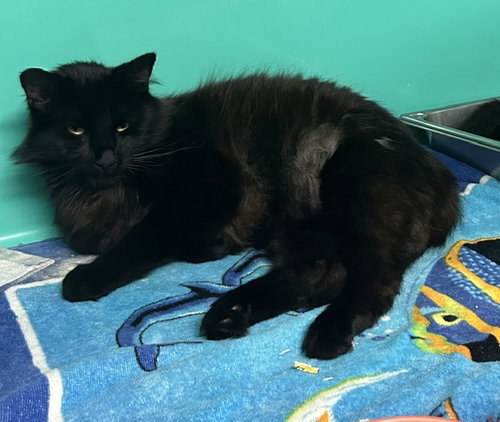 Marcus 1 year AVAILABLE 5/21, an adoptable Unknown breed in Sterling, MA