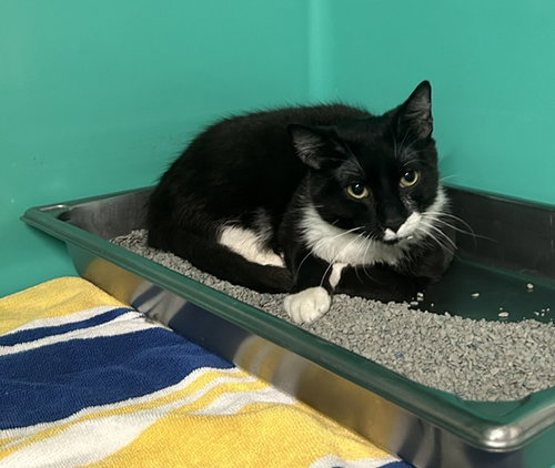 Tux 1 year male, Domestic Short Hair / Mixed, cat for adoption in Chicopee, Massachusetts