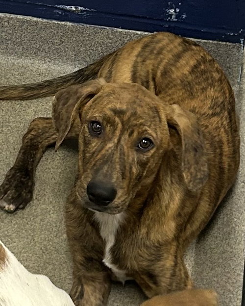 Cricket 4 months male AVAILABLE 5/20, an adoptable Unknown breed in Sterling, MA