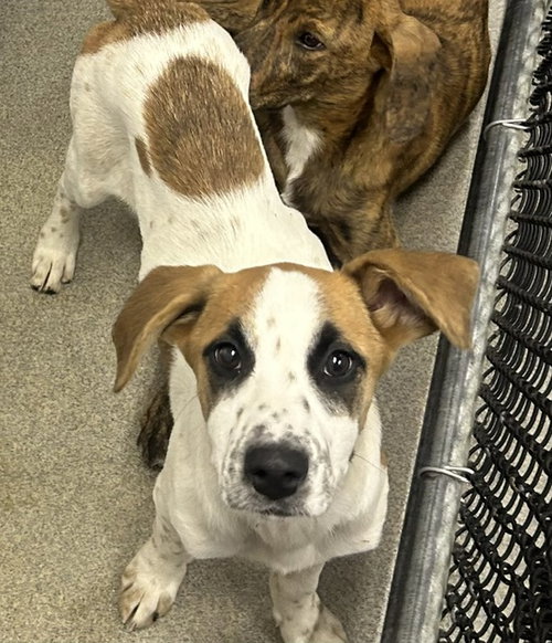 Jazz 4 montths female AVAILABLE 5/20, an adoptable Unknown breed in Sterling, MA