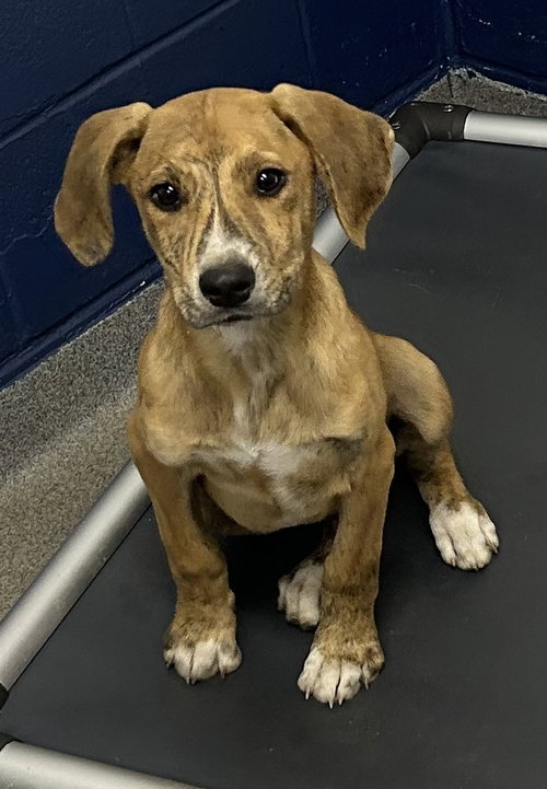 Tater 4 months male AVAILABLE 5/20, an adoptable Unknown breed in Sterling, MA