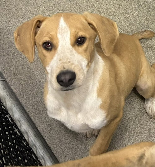 Junebug 4 months female AVAILABLE 5/20, an adoptable Unknown breed in Sterling, MA