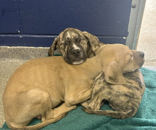 Kim 2 months AVAILABLE 5/20, an adoptable Unknown breed in Sterling, MA