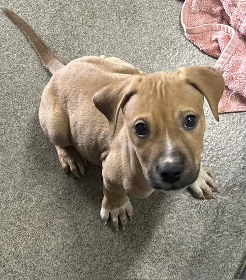 Kimmy 2 months AVAILABLE 5/20, an adoptable Unknown breed in Sterling, MA